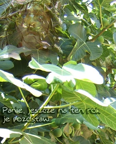 03 niedziela Wielkiego Postu -„Jeśli się nie nawrócicie, wszyscy podobnie zginiecie”